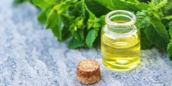 تصویر 2 از خرید و قیمت عرق گیاه پونه + فروش صادراتی
